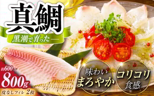 土佐黒潮真鯛・フィレ（皮なし）2枚（約600～800g）【株式会社　羽根】 [ATCK013]