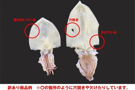 【訳アリ】白いか一夜干し　（７０ｇ～１５０ｇｘ6～１０枚） 訳アリ 小分け いか 白いか 個包装 一夜干し 産地直送 おつまみ【1961】