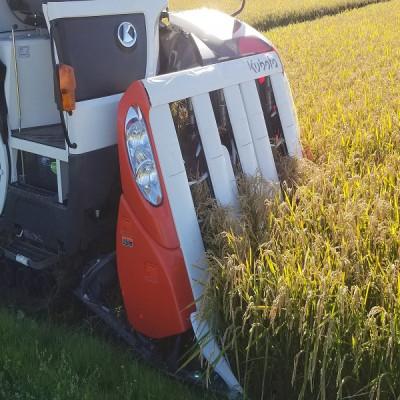 ふるさと納税 石岡市 茨城県産こしひかりミックス 白米5kg 令和7年産 |  | 03