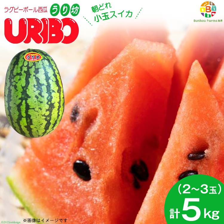 BE276 【令和8年度出荷分】小玉スイカ「うり坊」5kg（1.7kg以上×2～3玉） ～名水百選の里 島原産～