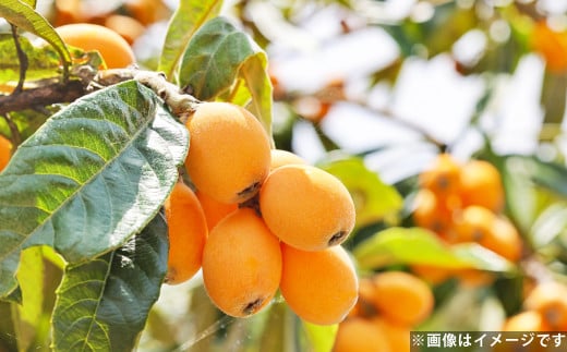 温室ハウス栽培 びわ（250g×4パック）