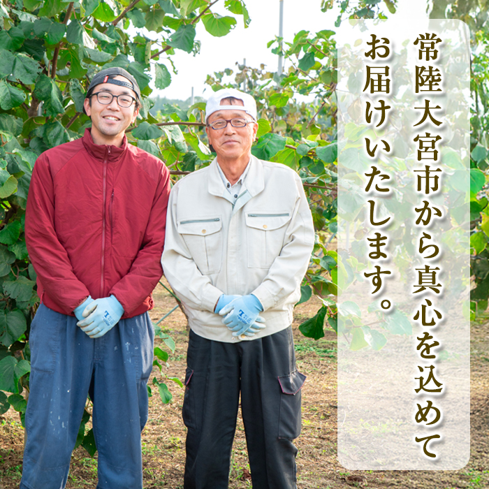 ＜先行予約受付中！2026年10月以降順次発送予定＞【訳あり】茨城県産 黄色いキウイ 4.5kg 訳あり 訳アリ キウイ キウイフルーツ 果物 フルーツ 青果物 【こばしファーム】【ho1550】