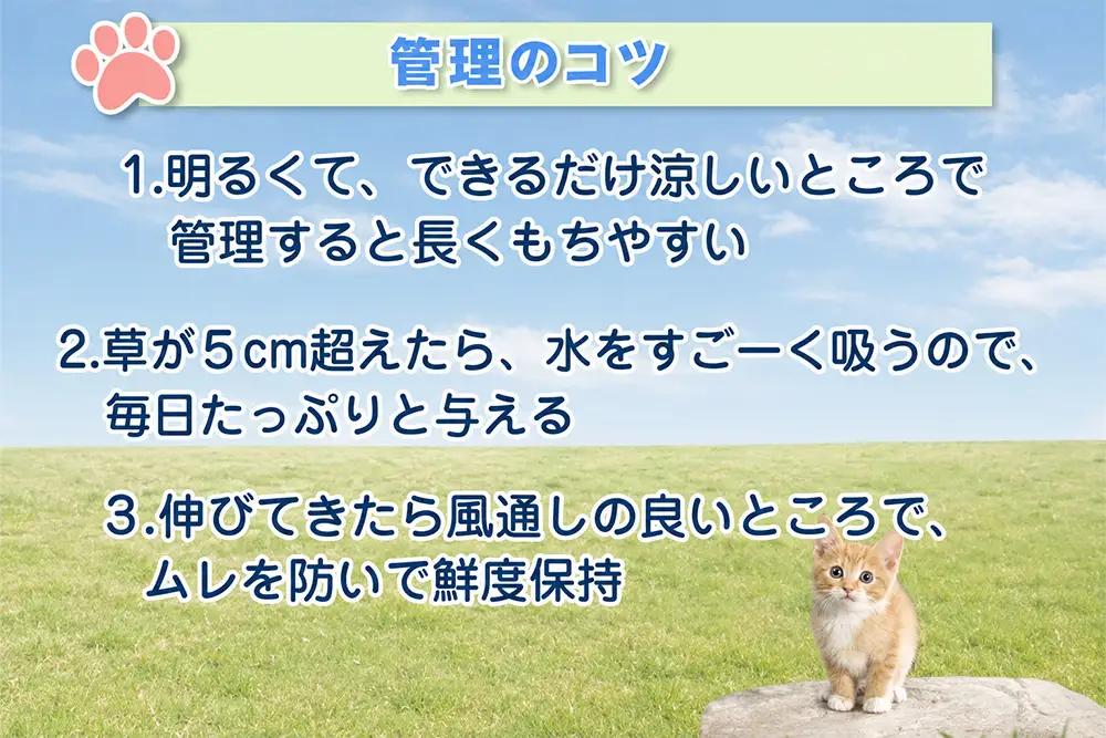 [定期便／2週間に1回 全12回] 猫草2鉢セット×12回 (計24鉢) [1198]