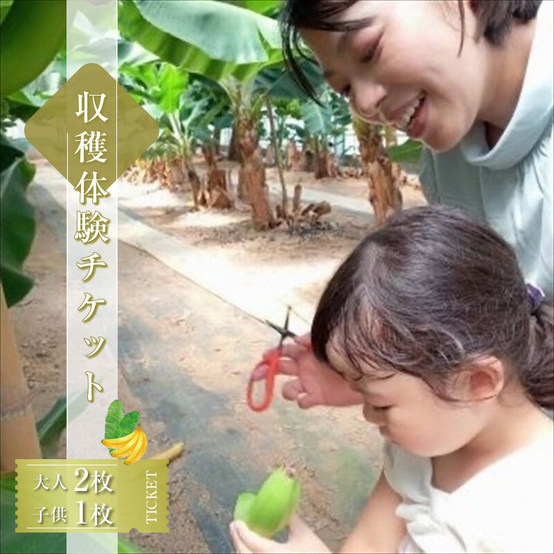 【ふるさと納税】金太郎バナナ 収穫適期バナナの収穫と試食体験ファミリー3枚チケット（大人：2枚、子供：1枚）【 体験 試食 収穫 チケット おいしい 果物 くだもの フルーツ お歳暮 お中元 】