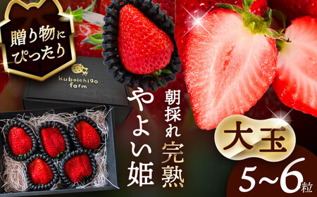 【先行予約】 ＼毎年12月より順次発送／ 〈大玉〉 やよい姫　5粒?6粒程度 果物 いちご フルーツ 愛西市 / くぼ苺農園 【配達不可：北海道・沖縄・離島】[AECJ015]