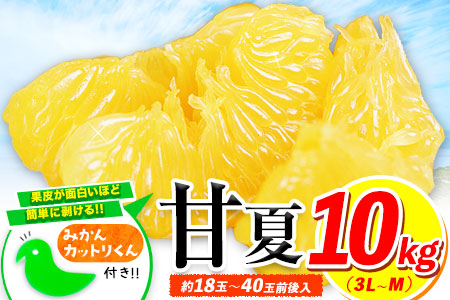 みかん 好き必見 甘夏 熊本県産(津奈木町産含む) 甘夏 約 10kg (約18～40玉前後) 《2月中旬-4月末頃出荷予定》柑橘 大玉 ミカン フルーツ 旬 甘夏みかん 果物 訳あり 定期 でない