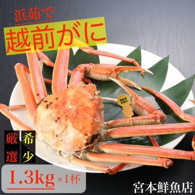 【2025年1月中旬頃より順次発送】〈浜茹で〉越前がに　1.3kg以上×1杯【配送不可地域：離島・北海道・沖縄】【1508782】