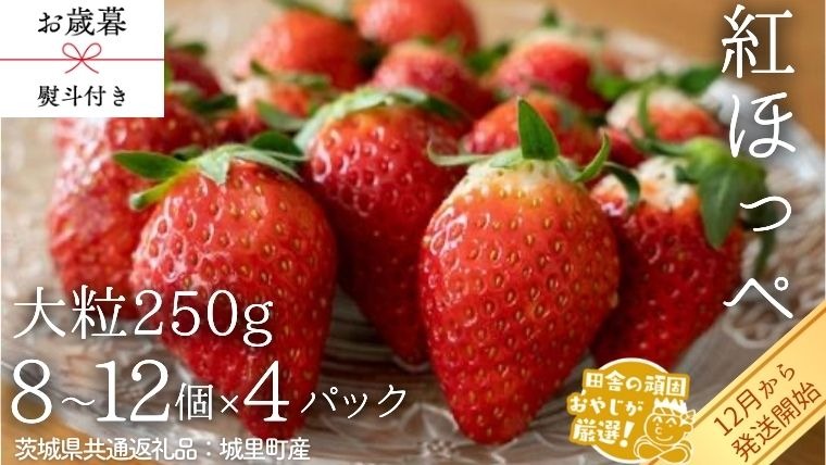【 お歳暮 熨斗付 】紅ほっぺ〈いちご〉 大粒 250g（8～12粒）×4パック【2025年12月から発送開始】（茨城県共通返礼品 [いちご]：城里町産） いちご 苺 イチゴ 紅ほっぺ【 お歳暮 熨斗付 】紅ほっぺ〈いちご〉 大粒 250g（8～12粒）×4パック【令和6年12月から発送開始】（茨城県共通返礼品 [いちご]：石岡市産） いちご 苺 イチゴ 紅ほっぺ [BI372-NT]