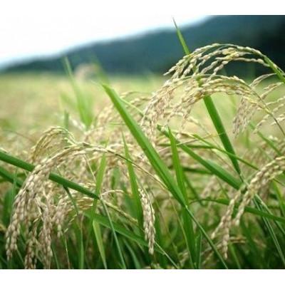 ふるさと納税 与謝野町 令和7年産米　京都丹後産コシヒカリ　精米2kg　栽培期間中、農薬を減らして育てたお米　農家直送 |  | 01