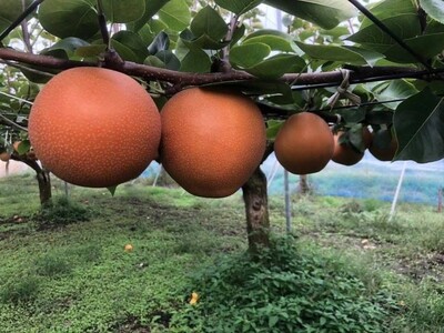 阿部梨園の梨（3kg　レギュラー箱）にっこり　※離島への配送不可　※2025年10月上旬～10月下旬頃に順次発送予定