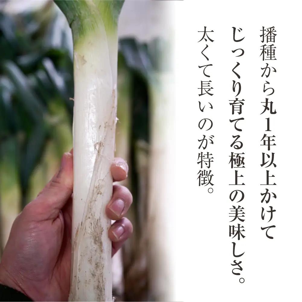 【期間限定】飛騨一本葱 プレミアム5キロ（15本‐20本） 葱 ねぎ JY005