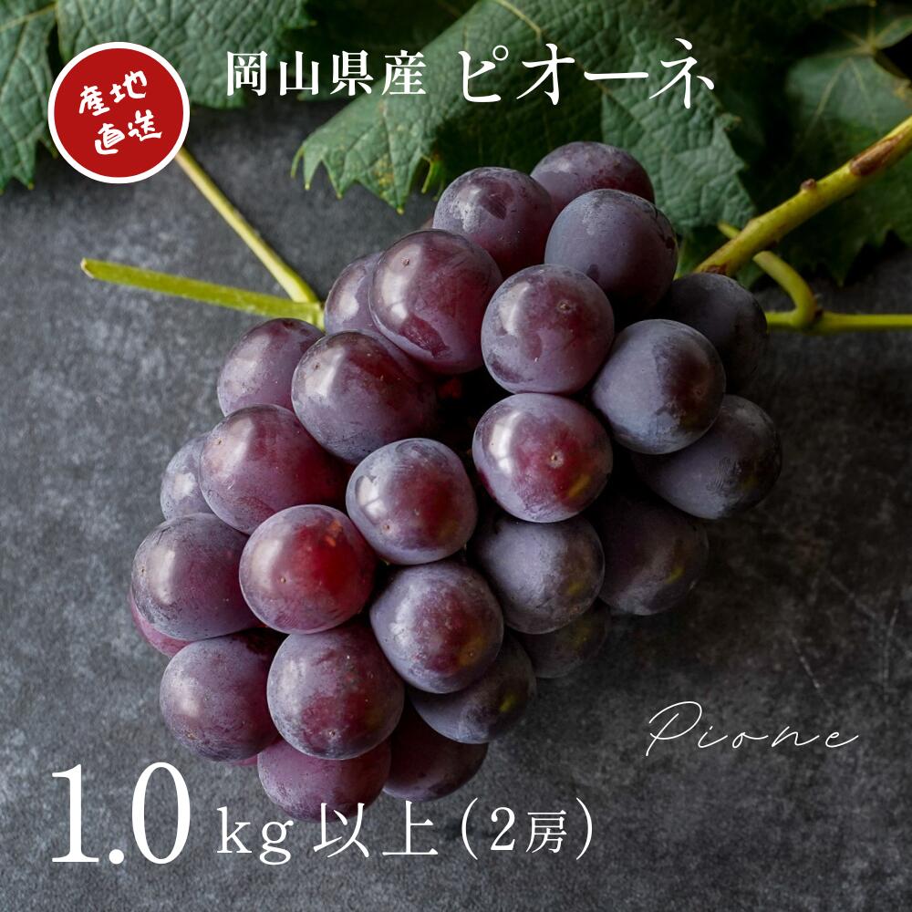 【ふるさと納税】 【2026年先行予約】 厳選 岡山県産 ピオーネ 計1.0kg以上 2房 / 産地直送 朝採れ ぶどう 葡萄 先行予約 真庭市 フルーツ