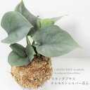 【ふるさと納税】スキンダプサス オルモストシルバー苔玉(1個) 観葉植物 苔玉 スキンダプサス オリジナル品種 オルモストシルバー シルバーリーフ インテリア FKK19-603