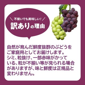 2026 早期受付 ぶどう 訳あり ニューピオーネ 3～4房 約2kg 岡山県高梁市産 うめづぶどう園 化粧箱入り 葡萄 ブドウ 