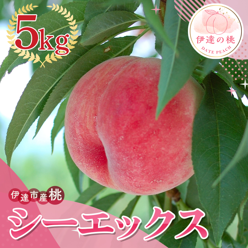 福島県産 シーエックス 5kg 2025年9月下旬～2025年10月上旬発送 2025年出荷分 先行予約  大玉 固め 伊達の桃 CX 桃 もも モモ 果物 くだもの フルーツ 国産 食品  デザート 果実 F20C-840