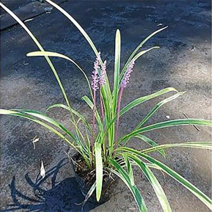 【ふるさと納税】緑の力で地球を元気に!【フイリヤブラン】10.5cmポット　15本セット　定番グランドカバー