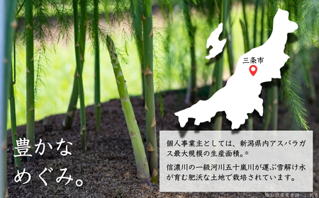 先行予約 アスパラガス レギュラー(L)  約1kg [2024年5月上旬から順次発送予定] ご家庭で調理しやすいサイズの アスパラガス 新潟県産 アスパラガス ［飯塚農園］【011S019】