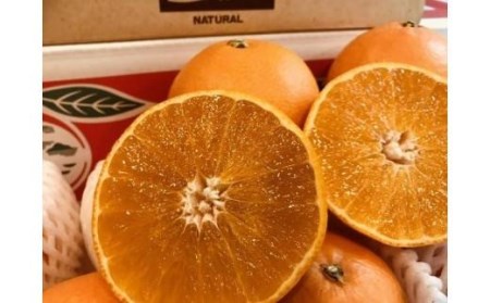 【先行予約12月より発送】特級品愛果28号2.3kg | みかん 紅まどんなと同品種 果物 紅まどんなと同品種 フルーツ 紅まどんなと同品種 愛媛県【TMN0121】