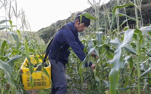 朝採りとうもろこし 10本セット とうきび トウキビ トウモロコシ コーン 野菜 食品 F6L-1413