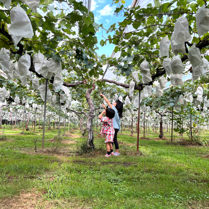 【フルーツ定期便全5回】いちご さくらんぼ 梨 ぶどう りんご 詰め合わせ 採れたて 新鮮 産地直送 果物 広島県 三原市 059014