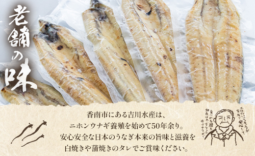 【3ヶ月定期便】高知県産うなぎの白焼き 合計6尾 (2尾260g以上×3回) タレ付き エコ包装 - 鰻 ウナギ しらやき 有頭 つまみ ご飯のお供 ごはん 丼 たれ 簡易 Wyw-0071