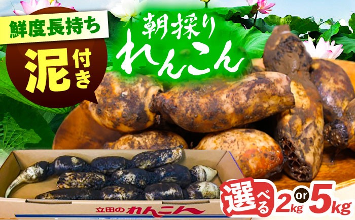 
                  【選べる容量】 れんこん 土付き鍬掘り レンコン 蓮根 産地直送 野菜 愛西市 / 山三レンコン [AEBK001]
                