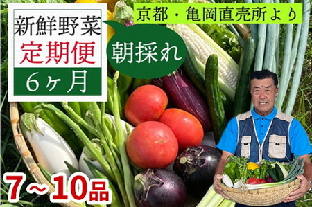 野菜 定期便 直送 6回 朝採れ 7～10品目※北海道・沖縄・離島への配送不可 京都丹波 亀岡 佐伯の里 訳あり 生活応援 朝採れ 京都丹波産野菜 野菜詰め合わせ