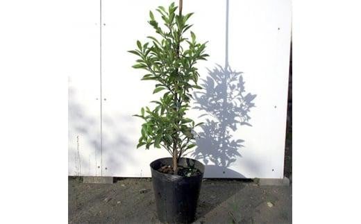 バナナの香りがする花!カラタネオガタマ(ポートワイン)  (ガーデニング用)