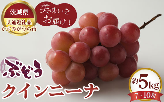 
                  【先行予約】ぶどう　クインニーナ　約5kg（7～10房）【茨城県共通返礼品 かすみがうら市】 ／ 旬 新鮮 葡萄 ブドウ 果物 フルーツ 茨城県 特産品 No.619
                