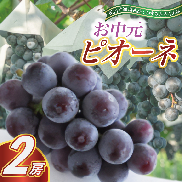 【お中元 熨斗付】 ピオーネ 2房 (県内共通返礼品:かすみがうら市産) 先行予約 ギフト 贈答 ぶどう ブドウ 葡萄 フルーツ 茨城 新鮮 (BR090)