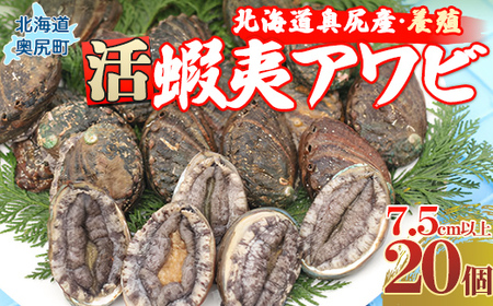 奥尻島産蝦夷アワビ（養殖）20ケ入り75mm以上 【 ふるさと納税 人気 おすすめ ランキング あわび アワビ 鮑 貝 魚介 蝦夷アワビ 新鮮 活あわび 活アワビ 北海道 奥尻町 送料無料 】 OKUF011