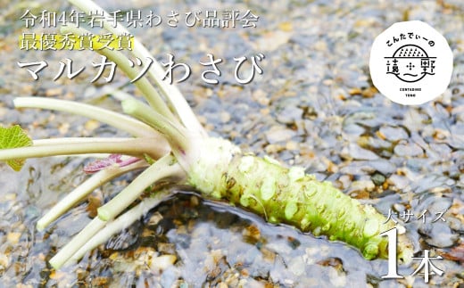 【令和4年岩手県わさび品評会最優秀賞受賞】マルカツわさび　大サイズ 1本【こんたでぃーの遠野】