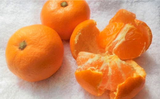 【選べる容量！】温州みかん Lサイズ 津久井浜みかん 蜜柑 ミカン 果物 柑橘 フルーツ 横須賀【志村農園】 [AKGH003]