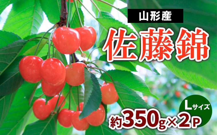
            山形産 さくらんぼ 佐藤錦 約700g(約350g×2P) Lサイズ  【令和7年産先行予約】FS23-721 くだもの 果物 フルーツ 山形 山形県 山形市 2025年産
          
