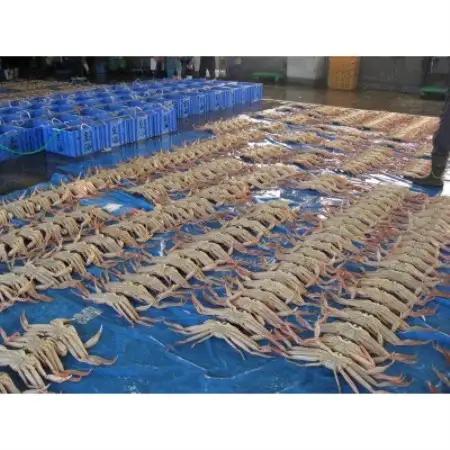 【さかなや新鮮組】鳥取県産 ブランドタグ付き 浜茹で松葉ガニ(中)700g以上 1枚 漁港直送【配送不可地域：離島・北海道・沖縄県・東北・信越、北陸】【1759417】