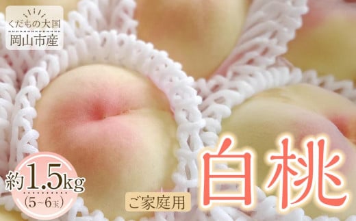 岡山市産 白桃 ご家庭用 約1.5kg 5~6玉 先行予約＜2026年7月上旬～8月下旬頃出荷＞