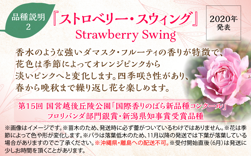 Apple Rosesバラ苗『ストロベリー・スウィング』新苗育成苗6号ポット植え 	HNNH021