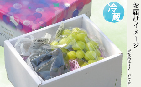 【2026年先行予約】シャインマスカット 露地栽培 秀品(特大粒) 4房入り(約1.6kg)| シャインマスカット