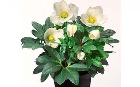 【先行予約】 花 クリスマス ローズ バラ 薔薇 開花 株 4.5号 鉢植え 純白 ニゲル 季節 冬 ガーデニング ガーデン 庭 贈答 プレゼント ギフト 2025年12月初旬より発送開始 オンライン