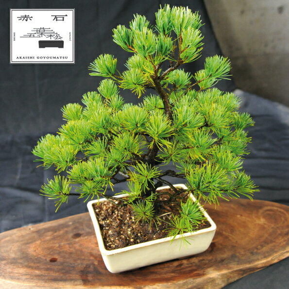 【ふるさと納税】 赤石の泉 赤石五葉松（鉢植え） E-26【現品限り】【配送地限定】