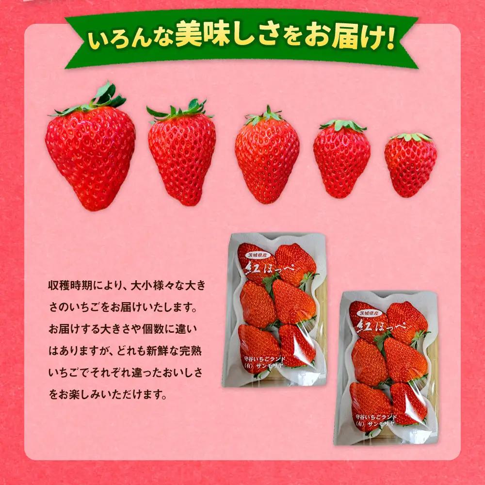 【先行予約】紅ほっぺ 3箱 6パック（合計1,620g以上） ※2027年2月～発送 | いちご 苺 フルーツ 果物 くだもの 果実 完熟 冷蔵 守谷市産 茨城県 守谷市