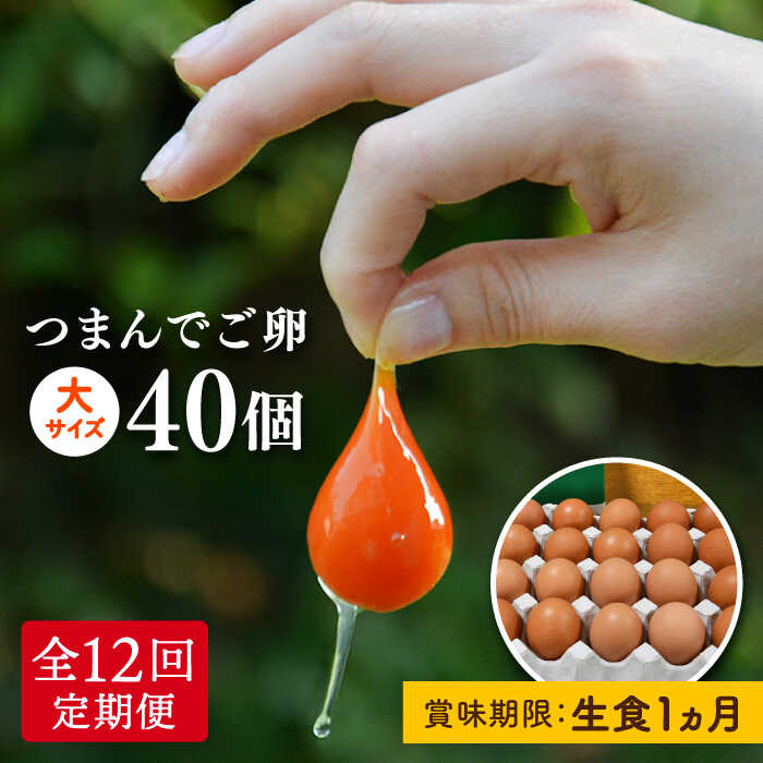 プリップリの卵が毎月届く！全12回 つまんでご卵40個セット定期便 糸島/緑の農園 [AGA014] 166000円