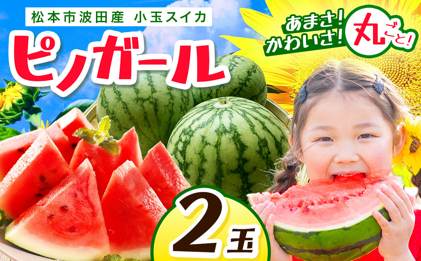 
                  【先行受付：7月発送】【信州育ちの甘い宝石】松本市波田産 小玉スイカ ピノガール 2玉セット（1玉1.6～2.3kg） | スイカ すいか 西瓜 甘い 小玉スイカ ピノガール セット 信州 フルーツ 贈答 美味しい 長野県 松本市 信州 ふるさと納税 
                