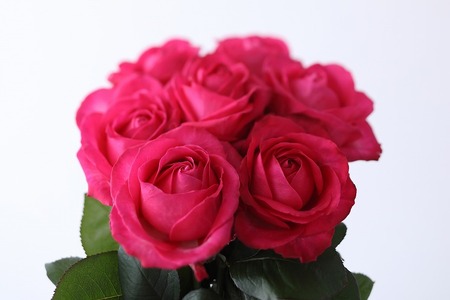 【定期便：12カ月】國枝バラ園から直送！Flower Bouquet（20本の花束）濃いピンク系　　薔薇 ばら バラ 花束 お祝い プレゼント 誕生日 ギフト 贈答 記念日 クニエダ株式会社 AN-0