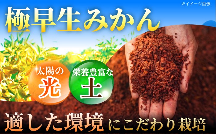 極早生 みかん 5kg