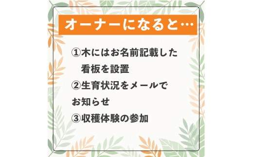 興居島産 愛媛果試28号（愛果28号）の木 1本収穫オーナー権 |  収穫体験 柑橘 あいか 紅まどんなと同品種  愛媛県 松山市 興居島