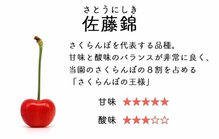 【令和7年産先行予約】 さくらんぼ 佐藤錦 バラ詰め Lサイズ 500g　山形県鶴岡産　鈴木さくらんぼ園