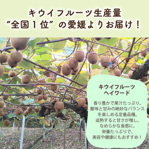 キウイフルーツ ヘイワード 約3kg 【2026年11月上旬頃から順次発送】 |  キウイ グリーンキウイ ヘイワード キウイフルーツ フルーツ 果物 きうい くだもの デザート 産地直送 数量限定 