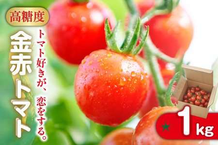 トマト好きが、恋をする。　1kg　金赤トマトミニ 野菜 新鮮野菜 夏野菜 旬野菜 生野菜 ミニトマト プチトマト フルーツ トマト 国産 味が濃い 濃厚 高糖度 甘い ビタミンC リコピン お弁当 サ