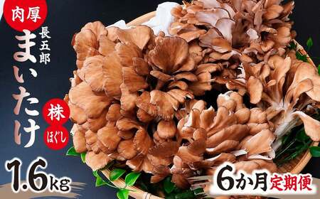 【6ヶ月定期便】長五郎 まいたけ 株500g×2 ほぐし300g×2 計9.6kg | きのこ きのこ  きのこ きのこ きのこ